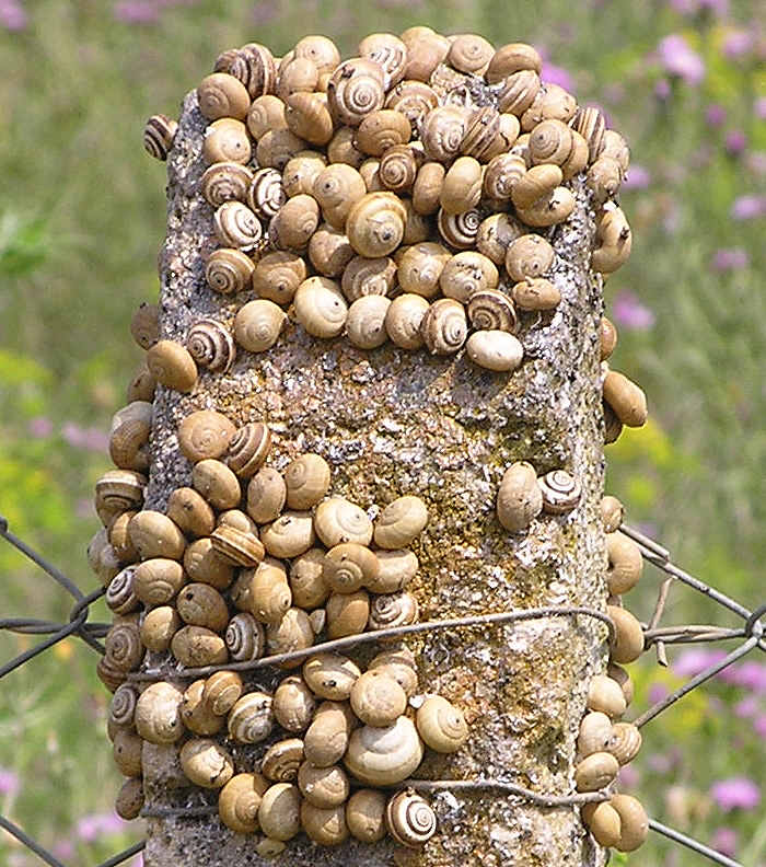 Everywhere we looked, snails had laboriously clambered to the top of fenceposts, telegraph poles, tree stumps etc in the blistering heat.  No idea why.  (99k)