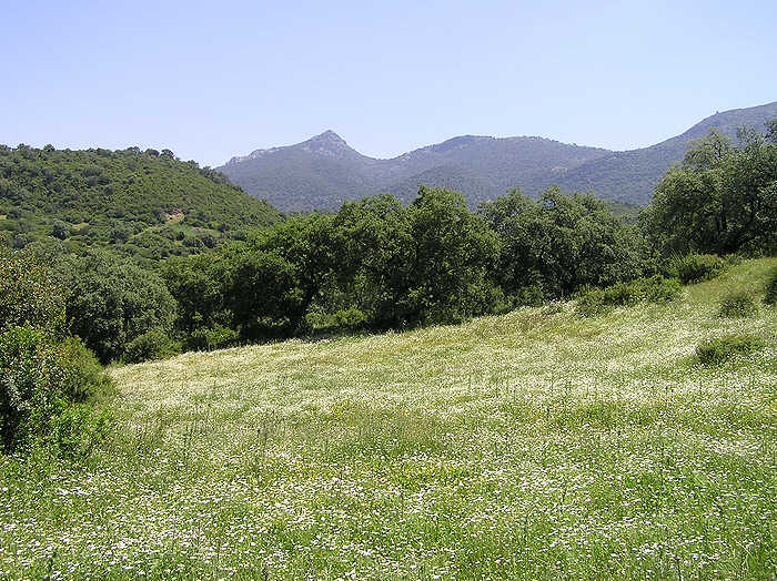 Day 3: Prado del Rey to El Bosque.  Everywhere meadows were full of wild flowers. (103k)