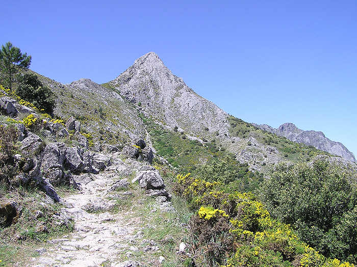 The mountain of Pinar (1654m) on the edge of the pinsapo pine forest.  (97k)