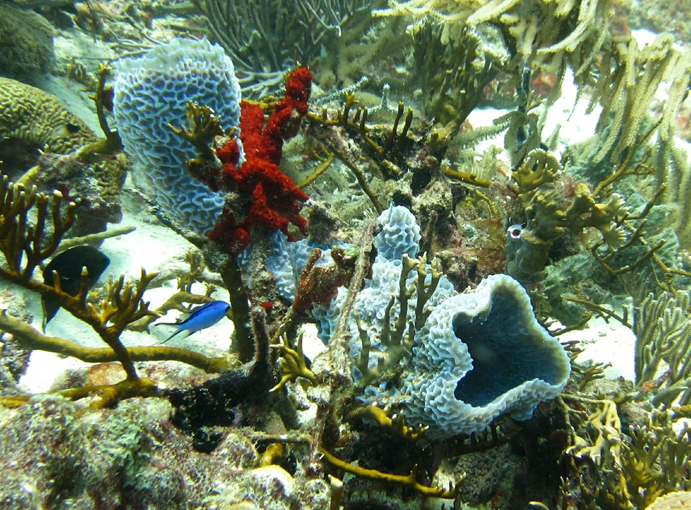 Colourful corals and sponges on the reefs around Aruba.