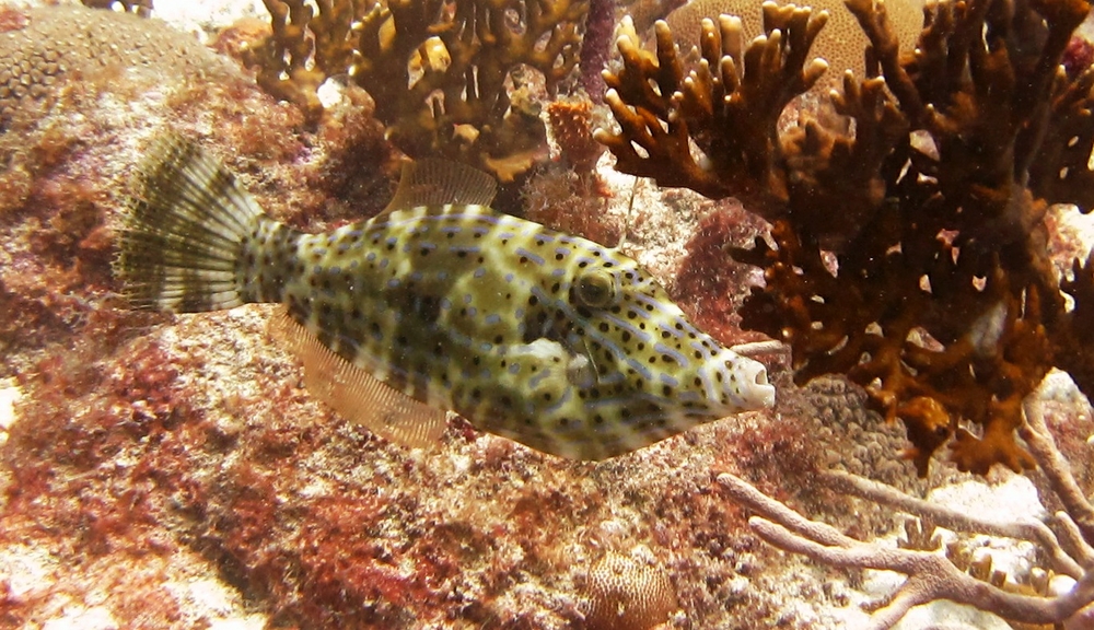 Now a couple of filefishes. First a Scrawled Filefish (Aluterus scriptus) at Arashi Reef.