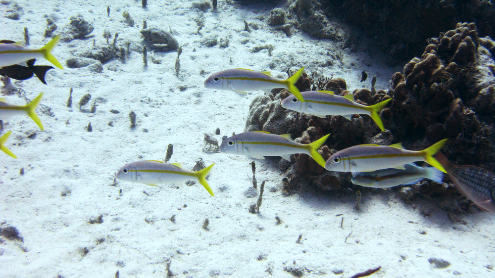 A group of Yellowtail Snappers (Ocyurus chrysurus) at the DC3 dive site.