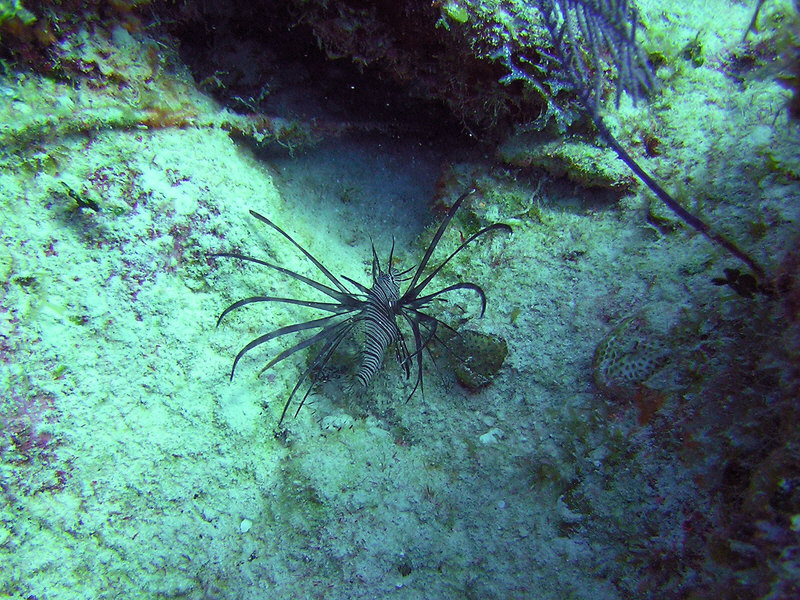A Lionfish presents a spiky, poisonous rear end to a threatening camera lens.  (241k)