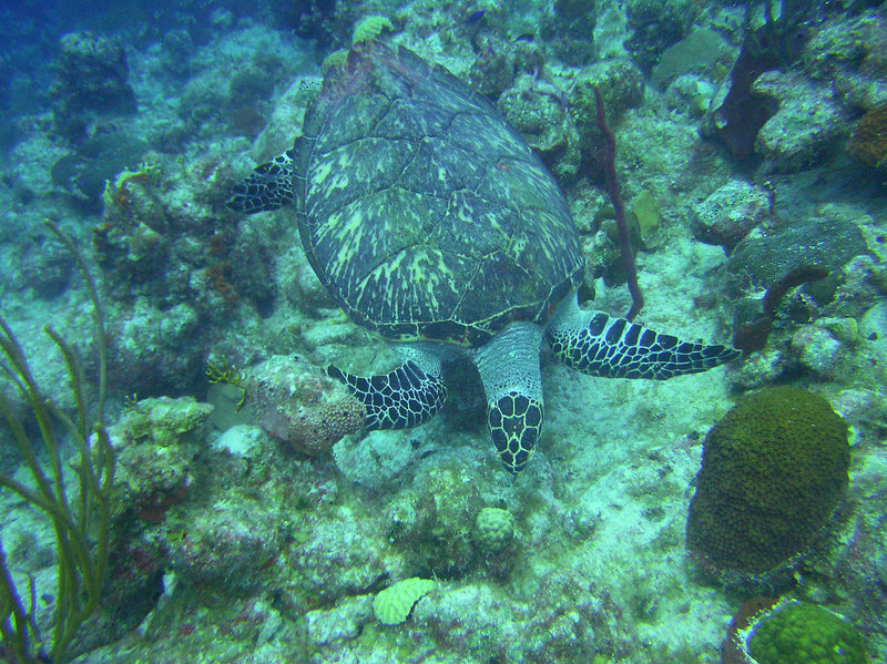 A Hawksbill turtle, clearly used to divers, swims unconcernedly right below me. (236k)
