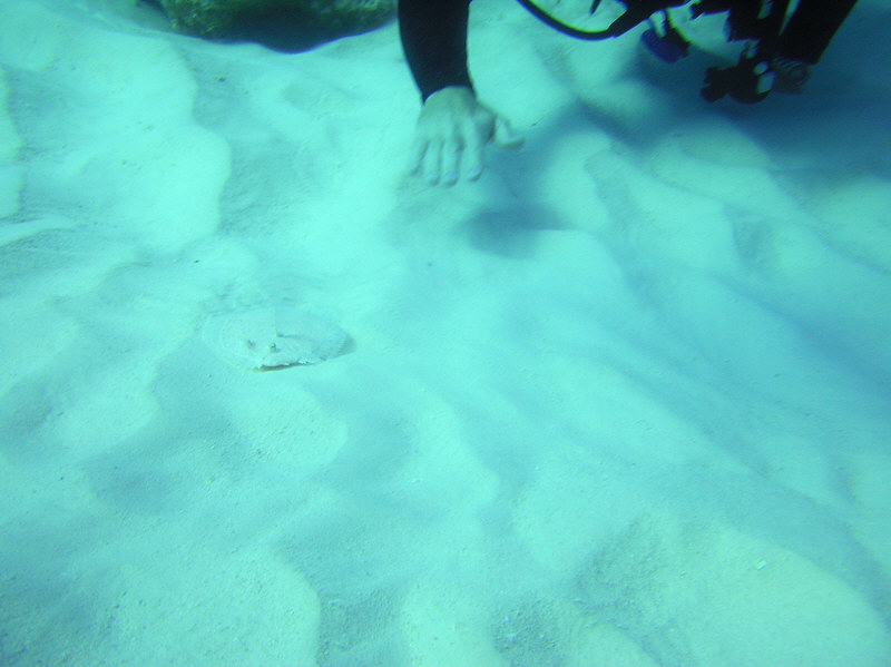 My Floridian buddy Frank finds an Eyed Flounder at North Wall.  (90k)