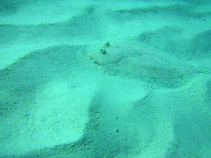 The Eyed Flounder is well camouflaged against the sandy reeftop.  (176k)