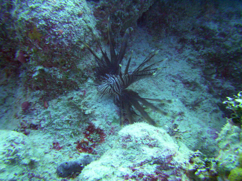 Lionfish are not endemic to the Caribbean.�They have arrived from the Indian Ocean and are rapidly becoming a pest with no natural predators.�Pretty though.  (247k)