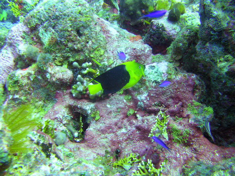 Rock Beauty Angelfish at Aquarium, Grace Bay.  (278k)
