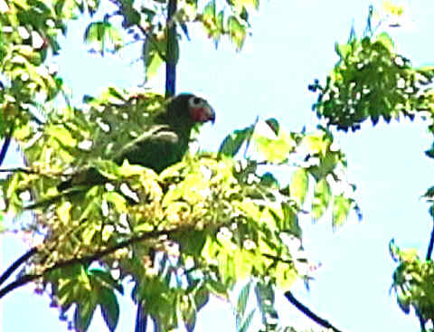 The famous Cayman Brac Parrot