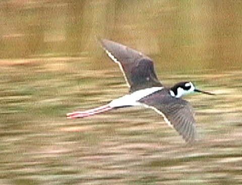 Black-winged Stilt over Westerly Ponds