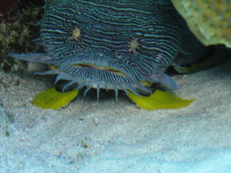 A Cozumel speciality, the marvellous Splendid Toadfish, Sanopus Splendidus, at Palencar Gardens. (92k)