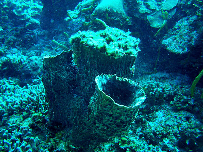 Barrel Sponges.  (117k)