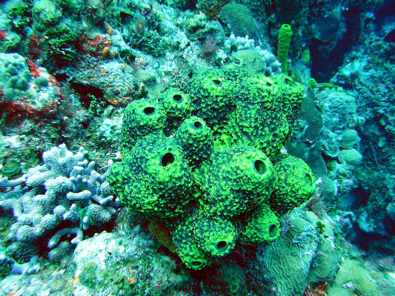 Sponges and corals. (113k)