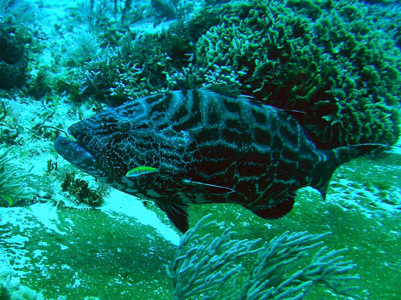 Big Black grouper, Mycteroperca bonaci. (118k)