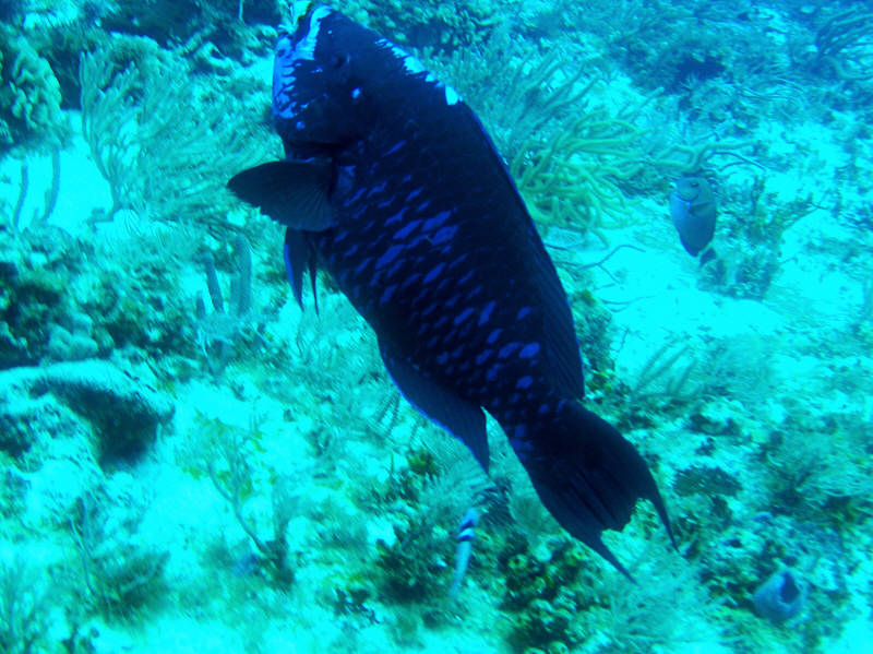 Possible Midnight parrotfish, Scarus coelestinus? (110k)