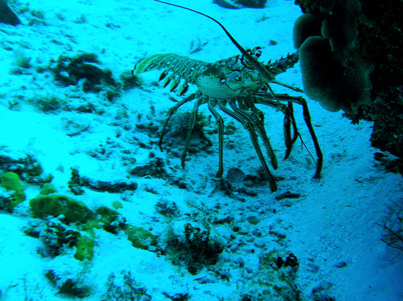 Unusual to see lobsters out and about in daylight.�This one at Columbia Deep spotted me and immediately scuttled towards a hidey-hole. (105k)