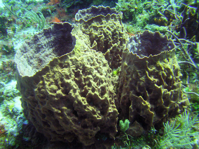 Beautiful barrel sponges at Casablanca. (126k)