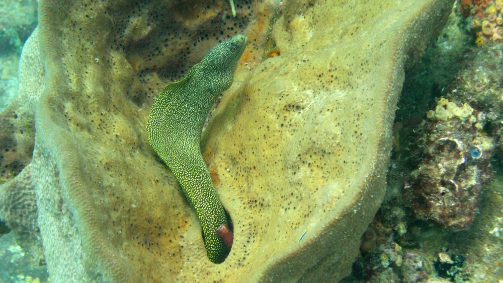 Now for some eels: First a Goldentail Moray (Gymnothorax miliaris) in a barrel sponge at the 'Veronica L' wreck.