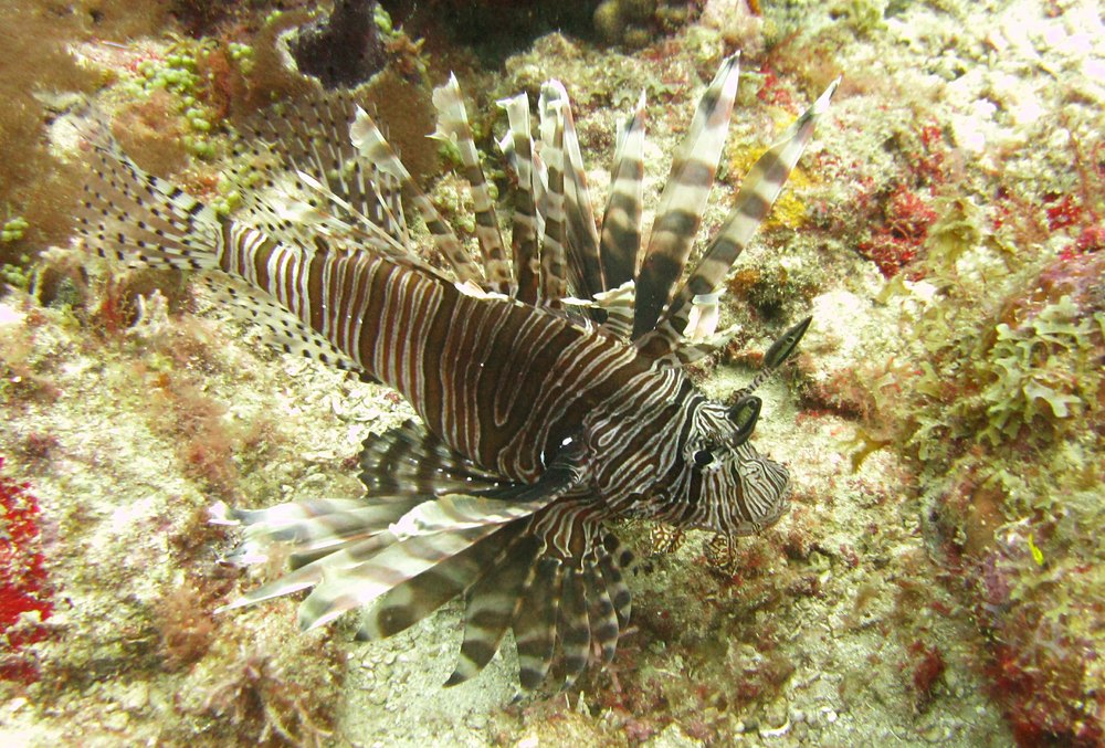 Another Lionfish (Pterois volitans) at Flamingo Bay. 