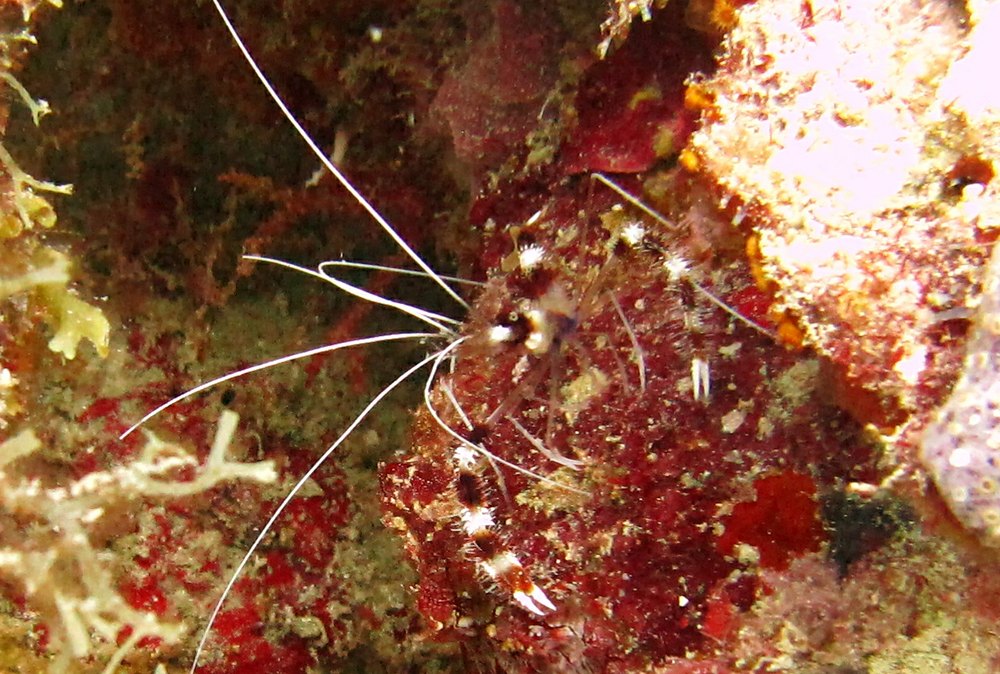 These Banded Coral Shrimp (Stenopus hispidus) were common at all the dive sites. This one was at Purple Rain.
