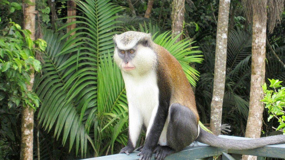 Wild Mona monkeys could be tempted down from the trees at Grande Etang natural park with bananas.