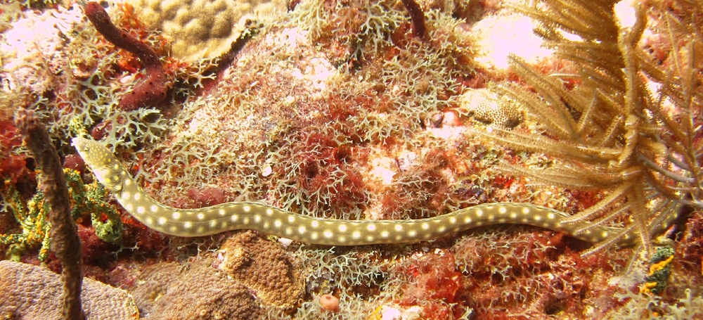 A Sharptail eel (Myrichthys breviceps) at Purple Sand.