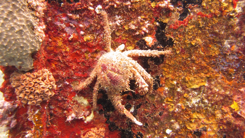 This crab (probably a Channel Clinging Crab - Mithrax spinosissimus) was clinging to a rusting vertical sheet of the 
						superstructure at the Veronica L wreck.
