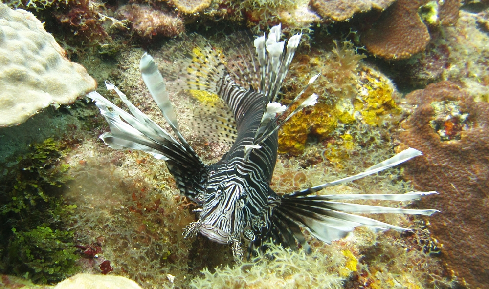 A large Lionfish (Pterois volitans) at Coral Garden - gorgeous, but bad for the health of the reef.