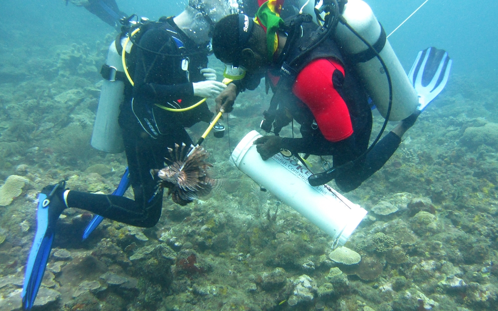 Gary spears an invasive Lionfish for the pot, storing them in his Zookeeper protection tube. 