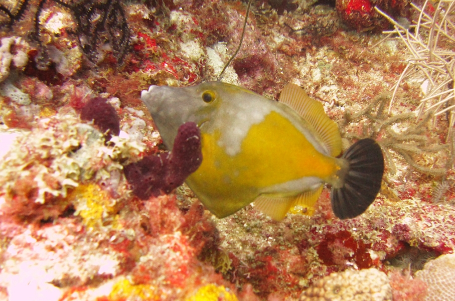 Whitespotted filefish (Cantherhines pullus) at Whibbles reef.