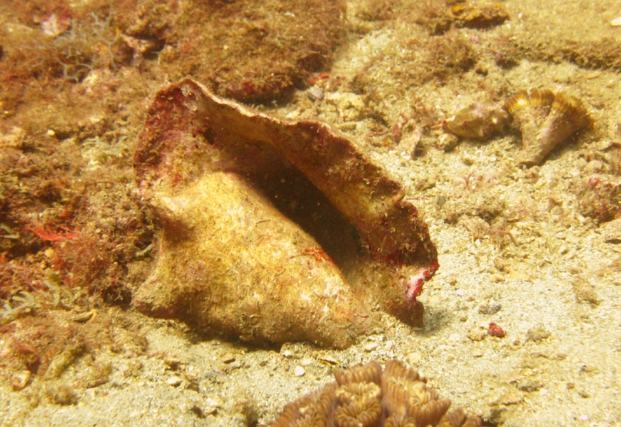 A shell of an old Queen Conch (Strombus gigas) lying on the sand near the wreck Veronica L.