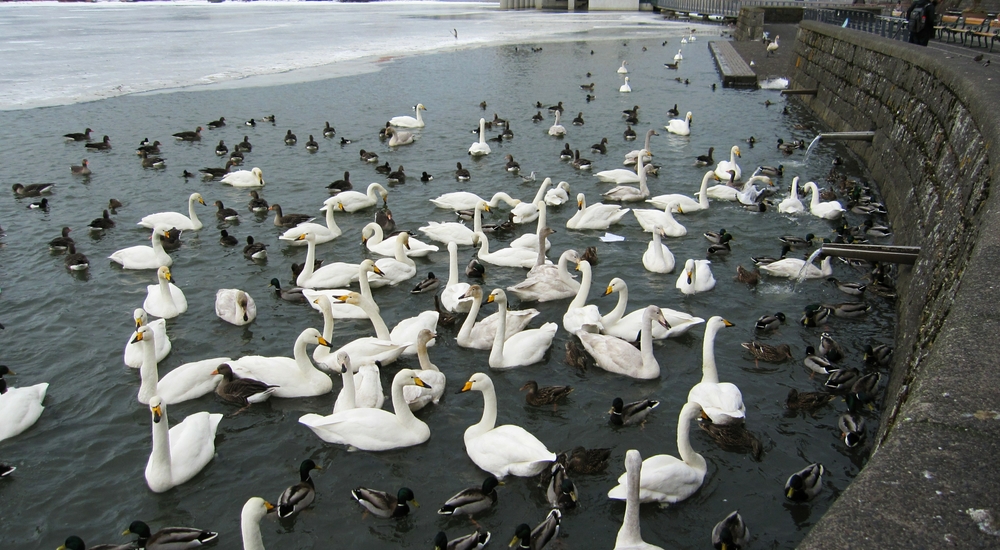 Wild birds take advantage of this ice-free area of the Tjörnin lake near the Parliament building - note the geothermally-heated 
						water pouring in from the spouts on the right.