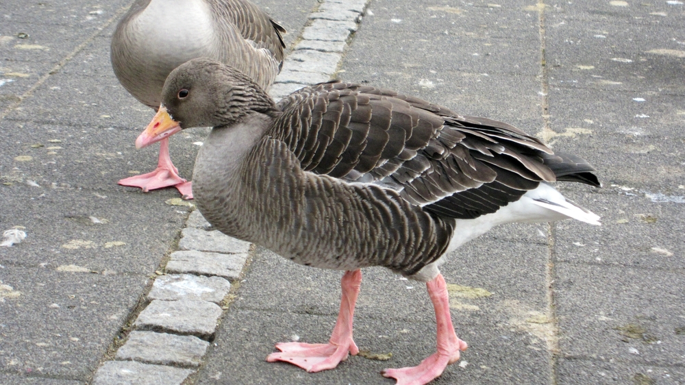 Orange bill, pink feet - definitely a Greylag goose.