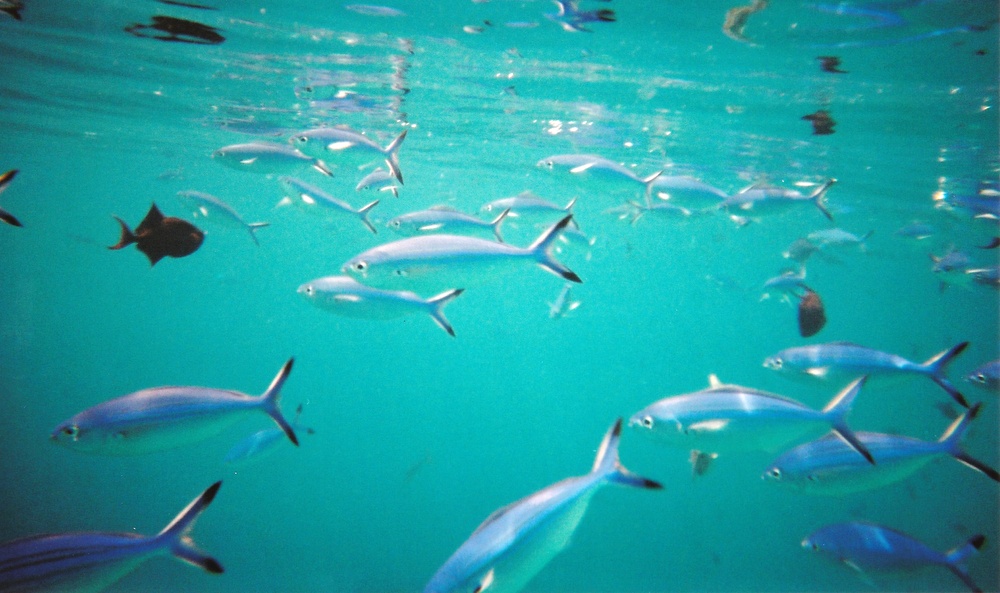 Inside a large shoal of Blue or Lunar Fusiliers, which were being harrassed by a group of half-a-dozen Jacks.