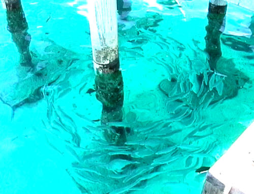 This school of fish just kept swimming in a circle round and round the piling under the reception jetty.