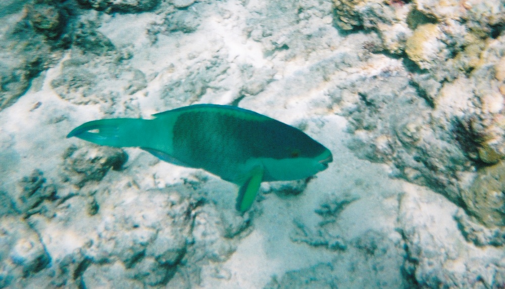 I think this is a Daisy Parrotfish.