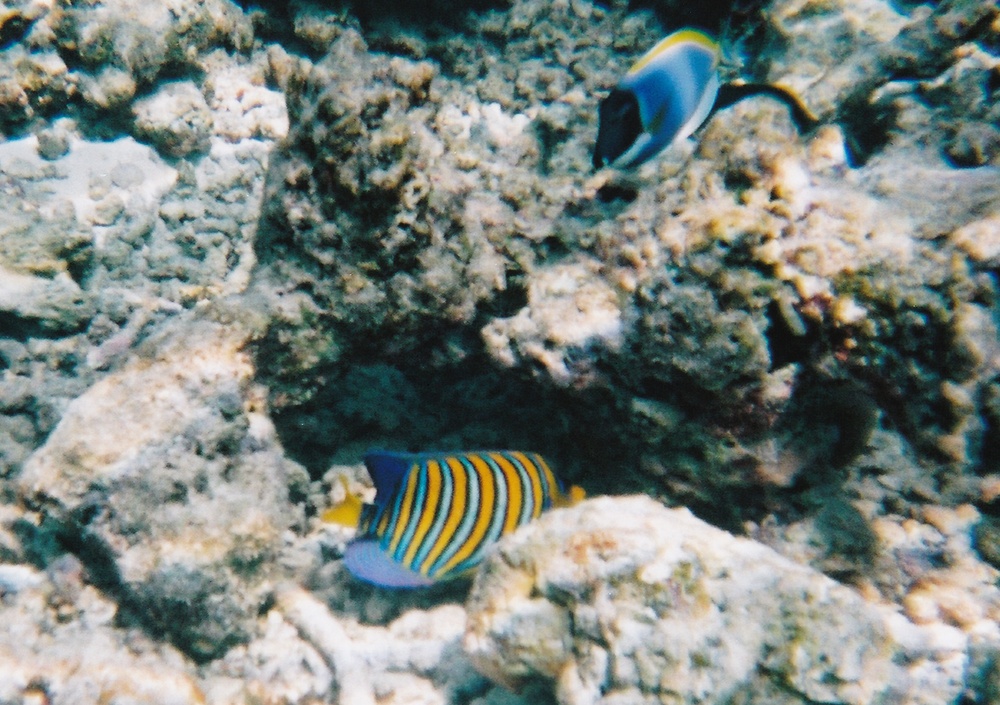 An Empress or Regal Angelfish ducks behind some coral just as I press the button. A Powder-blue Surgeonfish watches.