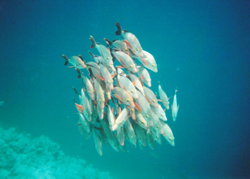 A group of Humpback Red Snappers hang motionless above the drop-off.