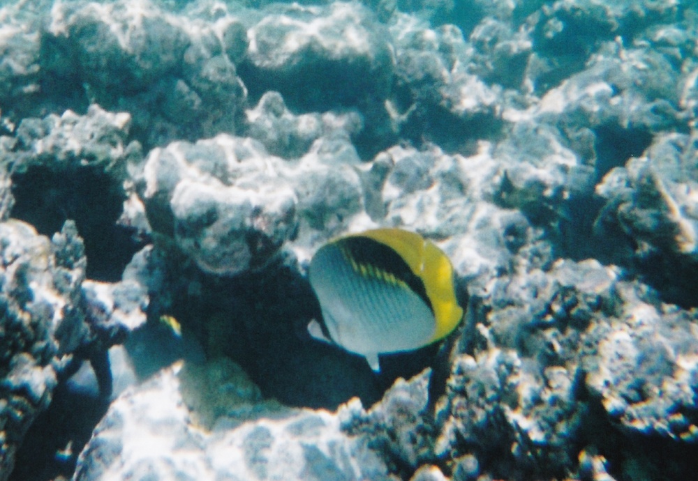 A Lined Butterflyfish.