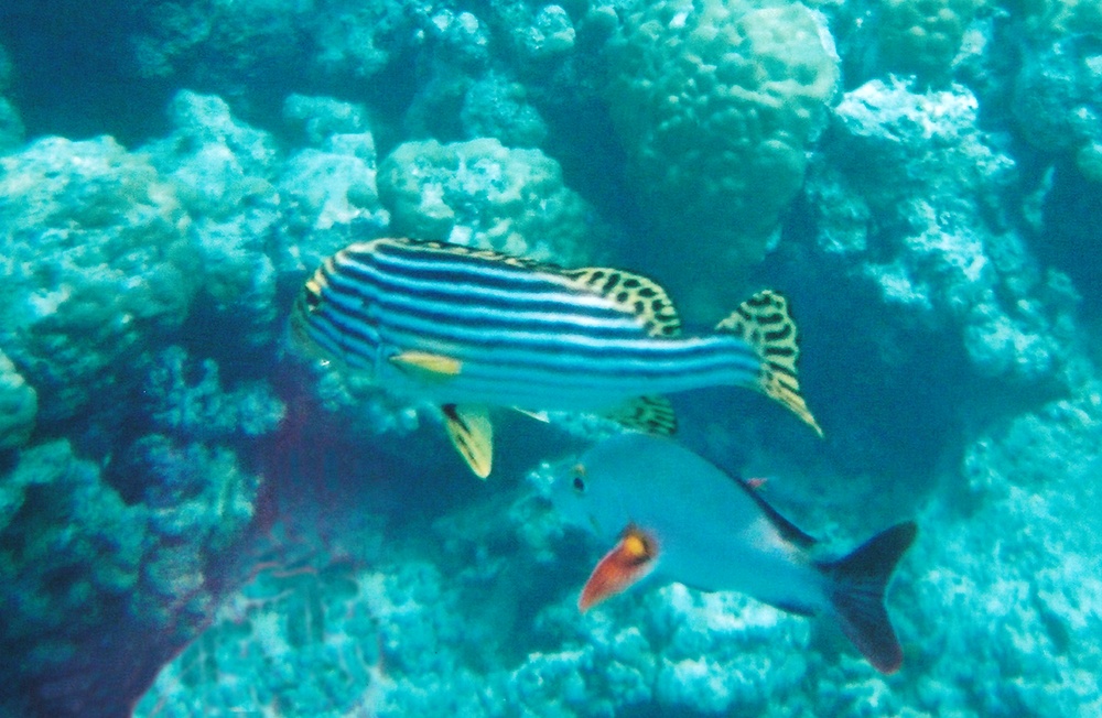 Oriental Sweetlips and a Humpback Red Snapper.