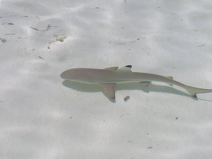 About 20 baby black tip reef sharks patrolled the shallows next to the beach.  (52k)