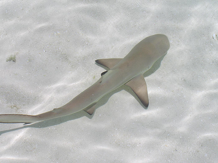 Another baby black tip swims past my feet.  (56k)