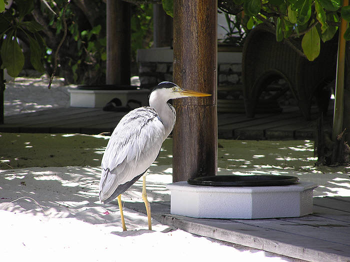 This grey heron came to shelter in the shade every day at high tide.  (66k)