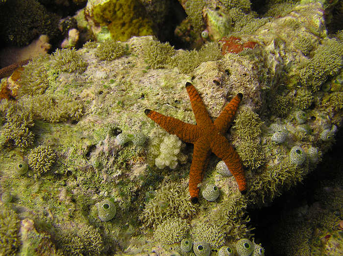 Starfish. (95k)