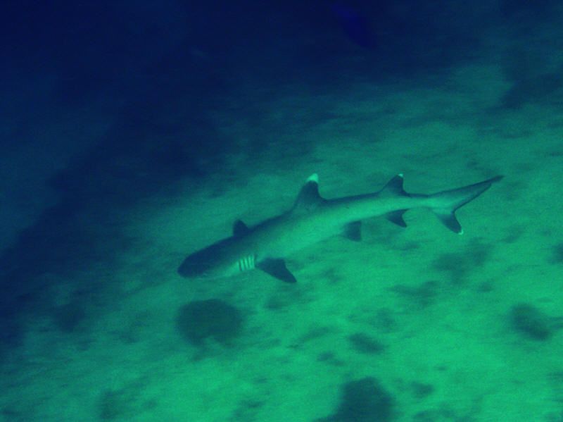 White-tip reef shark at Kuda Miaru Tilla.  Pretty murky in the depths this trip.  (54k)