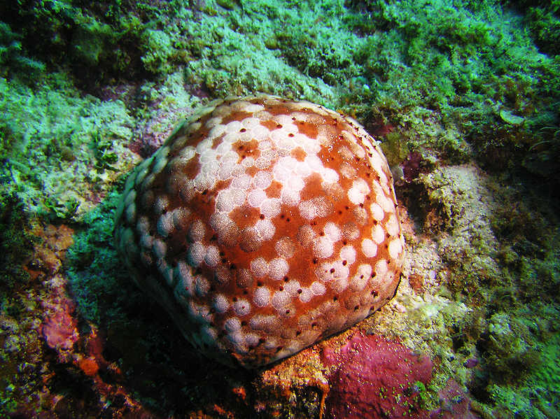 Schmedelian pin-cushion sea star, Culcita schmedeliana, partly illuminated by my buddy's torch.  (126k)