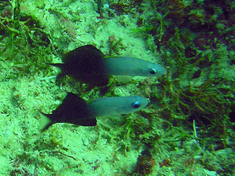 A pair of Scissortail or Blackfin dartfish, Ptereleotris evides, guard their patch.   (102k)