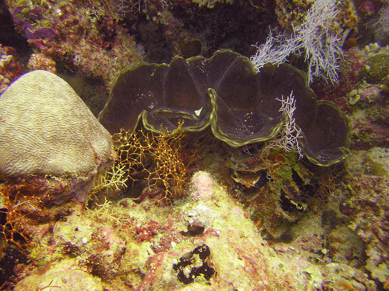 Fluted giant clam, Tridacna squamosa, about 30cm across, at beautiful Kalughiri. (121k)