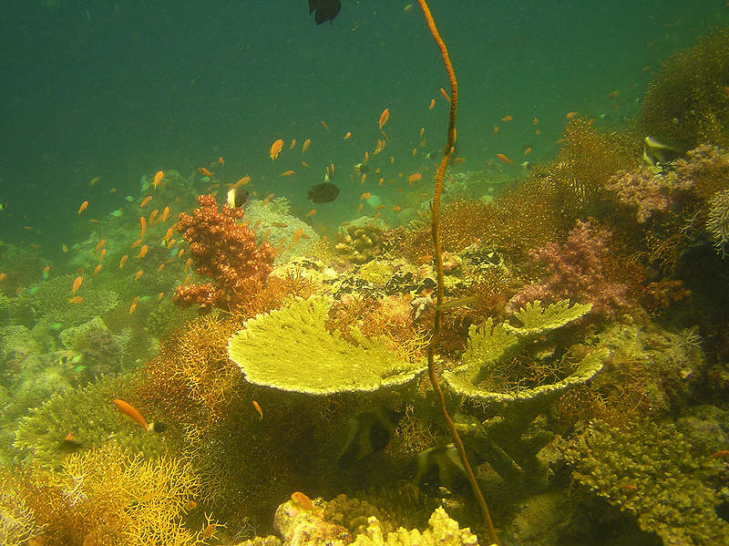 Hard and soft corals at Kalughiri  (105k)