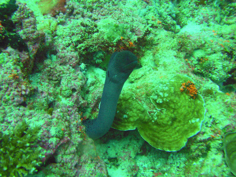 Giant Moray, Gymnothorax javanicus, pokes his head well out of his nook to peer at me at Kuda Miaru Thila.  (171k)